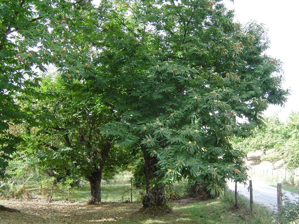 Agriturismo Sorripe Montelaterone Екстер'єр фото