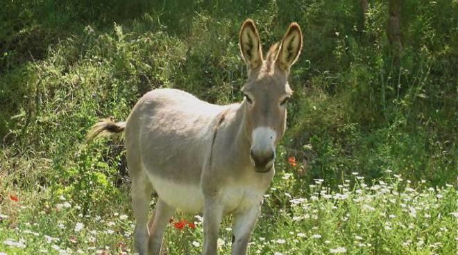 Agriturismo Sorripe Montelaterone Екстер'єр фото