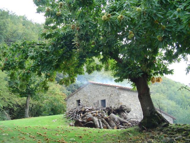 Agriturismo Sorripe Montelaterone Екстер'єр фото