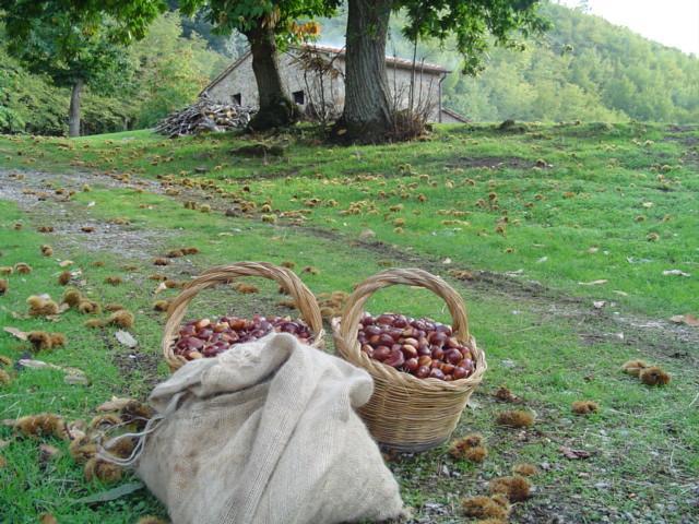 Agriturismo Sorripe Montelaterone Екстер'єр фото