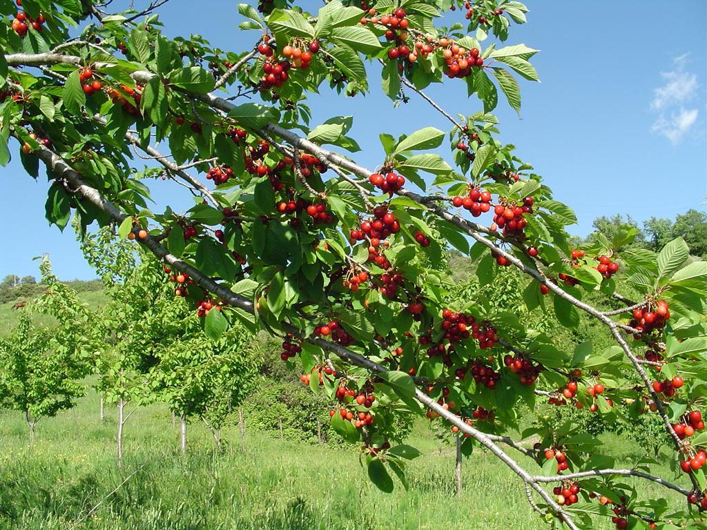 Agriturismo Sorripe Montelaterone Екстер'єр фото