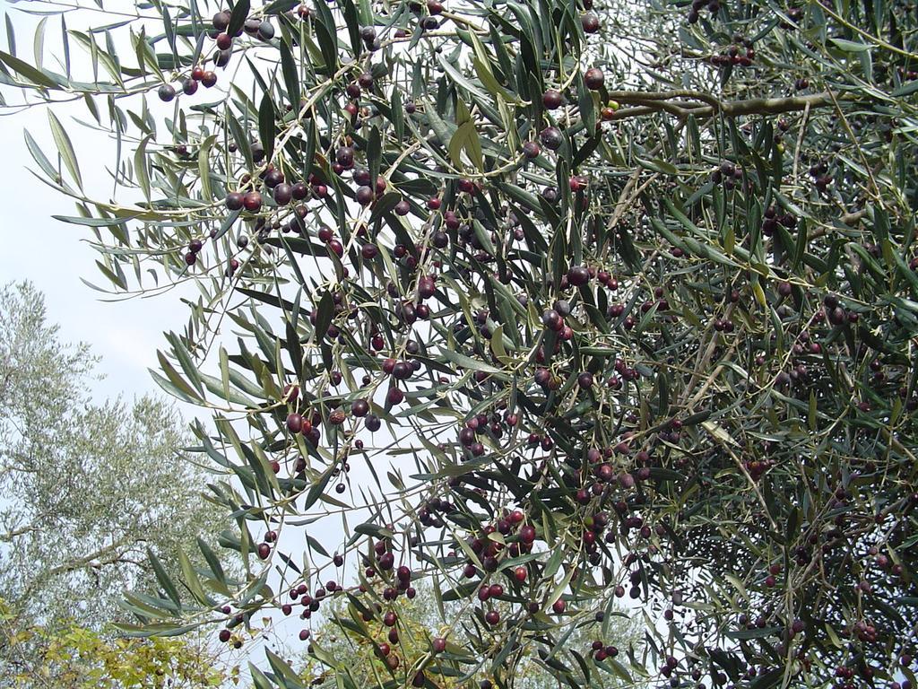 Agriturismo Sorripe Montelaterone Екстер'єр фото