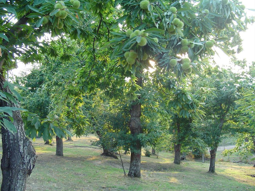 Agriturismo Sorripe Montelaterone Екстер'єр фото